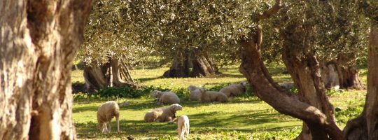 Mallorca Olivenbäume Schafe Wiese Sonne