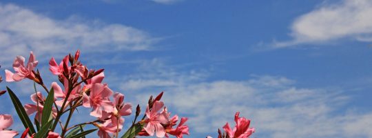 Oleander Blüten Mallorca Himmel